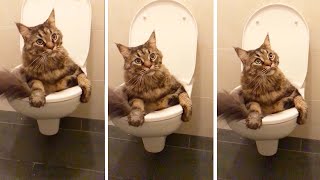 Cute Cat Gets Stuck In A Toilet Bowl