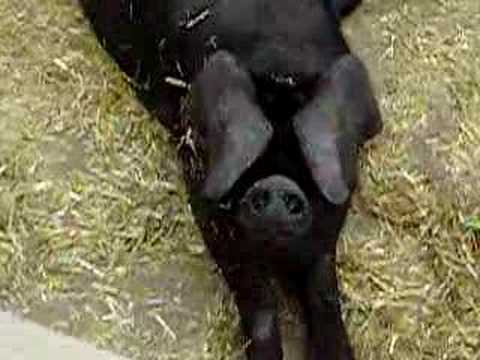 Black pigs at Gressenhall farm, Norfolk.