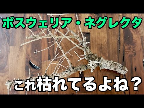 園芸 リヴィンのヴァイオレット、リヴィナスのヴァイオレット