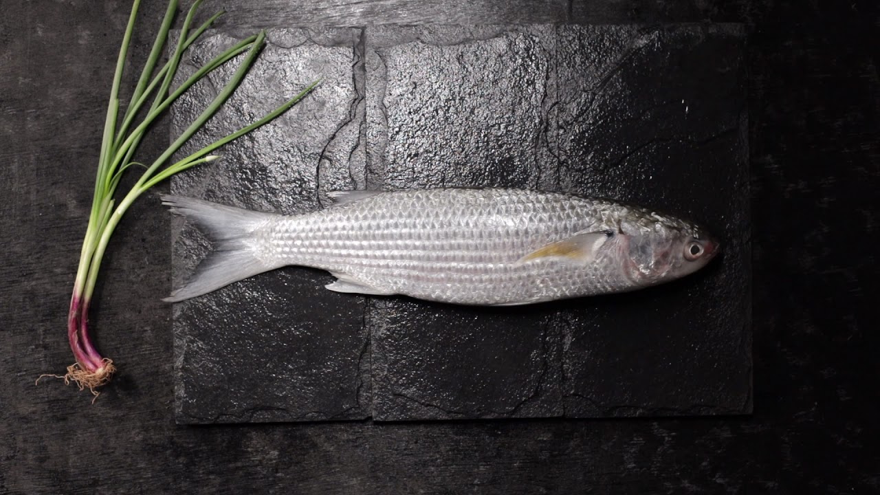 Digital content for WildFish | Cinemagraph