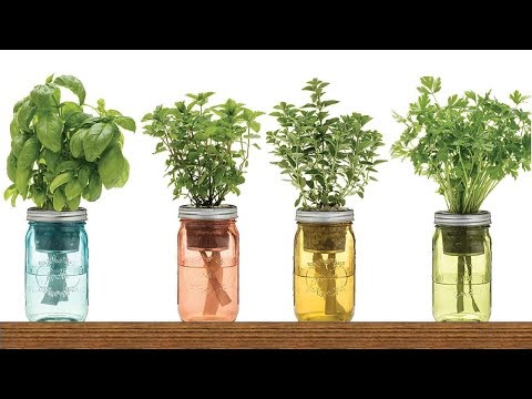 , title : '9 Herbs You Can Grow In Water Over And Over Again For Endless Supply in 2022'