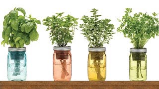 9 Herbs You Can Grow In Water Over And Over Again For Endless Supply