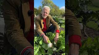 Download lagu Turnip Taste Test: Large vs Small | Are Bigger Turnips Sweeter? | No Dig Growing at Homeacres mp3 Download lagu Turnip Taste Test: Large vs Small | Are Bigger Turnips Sweeter? | No Dig Growing at Homeacres mp3