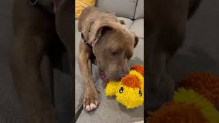 Video preview image #1 American Pit Bull Terrier-Unknown Mix Puppy For Sale in San Jose, CA, USA