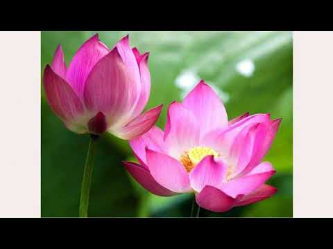 Gửi em chị Sheet - Thái Hoà