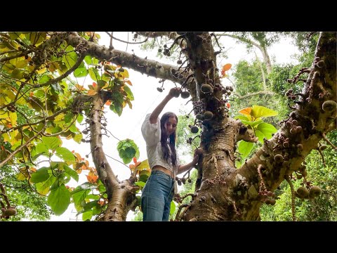 Living in a Huge 60-Year-Old Permaculture Food Forest! Gardening, Foraging and Cooking Tour