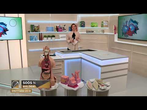 Érettségi 2018 - Biológia: A keringés működése