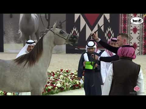 N 44 J SHAMASI   Ajman Arabian Horse Show 2023   Fillies 2 Years Old Section A Class 2A