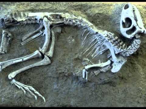 Dinosauria Exhibit.wmv
