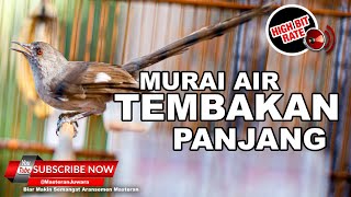 Download lagu 🔴 Masteran Murai Air Gacor Panjang ❗️Suara Khas Tajam dan Speed Rapat mp3 Download lagu 🔴 Masteran Murai Air Gacor Panjang ❗️Suara Khas Tajam dan Speed Rapat mp3
