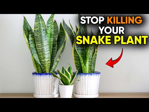 Compilation Stop Killing Your Snake Plant! Common Mistakes vs 7 Powerful Ways to Use Vinegar!