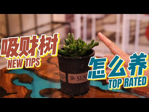 吸財樹 多肉