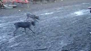 Drahthaar Rexi ve Botsi 7 aylıkken