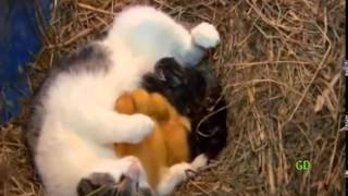 Cat Nurses Ducklings
