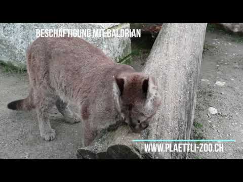 Plättli-Zoo AG YouTube-Vdeominiatur 2