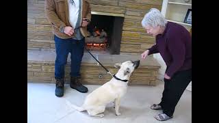 Video preview image #1 Anatolian Shepherd-Unknown Mix Puppy For Sale in Germanton, TN, USA