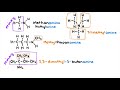 Amines And Amides