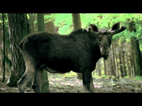 POLSKA - FRIENDSHIP - MAZURY