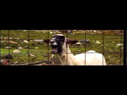 Grafa & Bobo feat. Pechenkata - Dim Da Me Niama (Goat Edition)