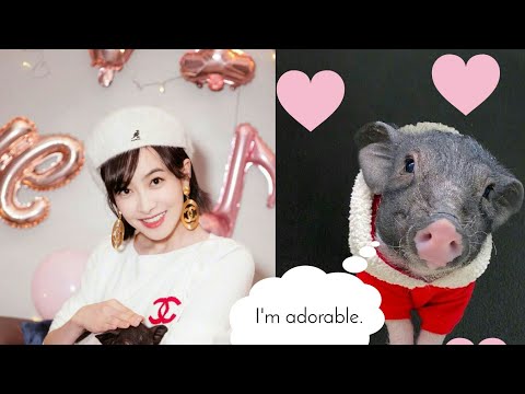 Victoria Song's Cute Pig!