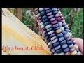 Hand picking ornamental corn!