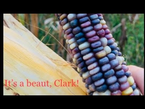 Hand picking ornamental corn!