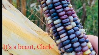 Hand picking ornamental corn!