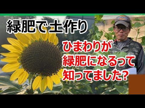 ファセリアを緑肥として使用するにはどうすればよいですか?彼の他の仕事は何ですか？  庭園