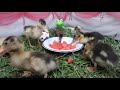 Ducklings Eating Strawberries Baby Ducks Eating Watermelon And Strawberries Chicks And Ducklings