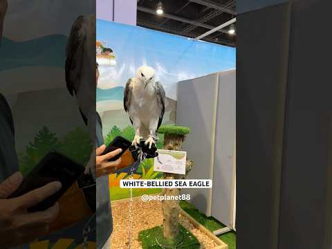 🦅 White-bellied Sea Eagle #petplanet88 #animalshorts #wildlife #eagles #seaeagle #birds #youtubepet