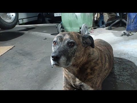 9 Tage, immer noch in der Fertigung 🤣🤣🤣🤣 V8 TE Cortina und E30 M3 Umbauten