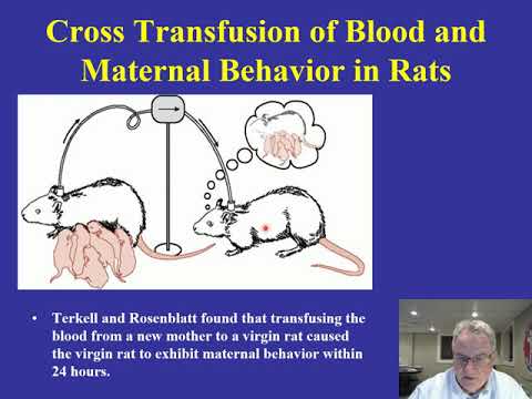 Distance BN Lecture 36 Biology of maternal behavior video