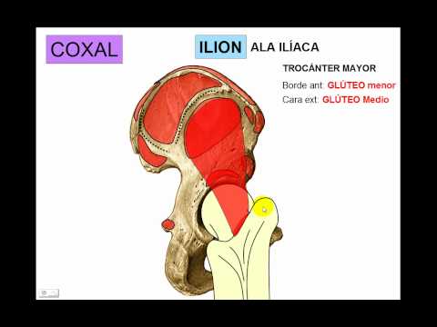 OSTEOLOGY OF THE LOWER LIMB 1