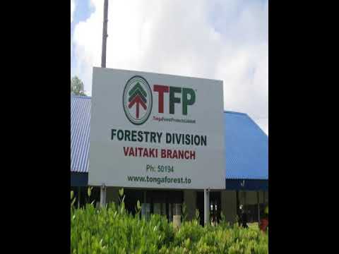 'UTETE-'A-LUPEPAU'U (ANGAHA/FUTU) MATA'I KILI FIKA 2