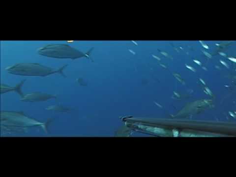 Best of Spearfishing Shots