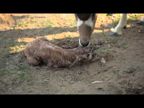Wildlife World Zoo - Addax Birth