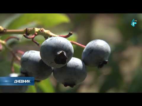 Može li se živeti od proizvodnje borovnice?