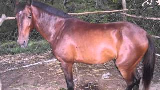 VICENTE FERNANDEZ LA LLEGUA COLORADA **SAN JOSE DE ONOVA