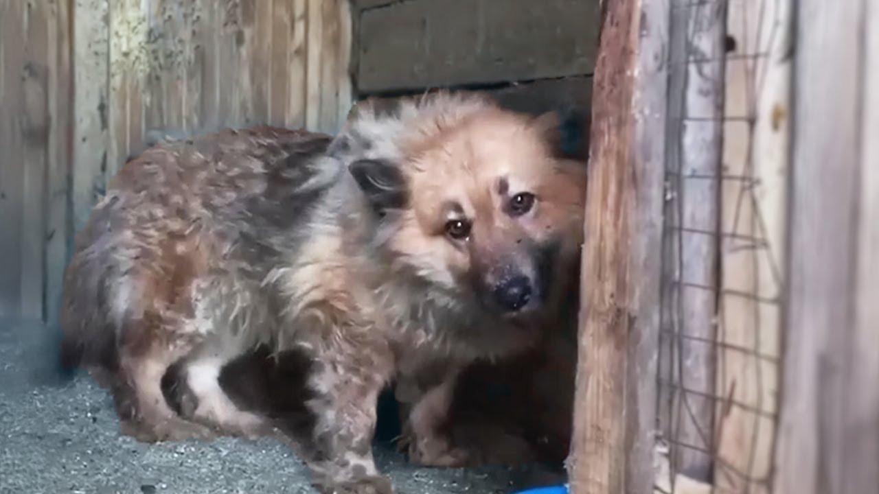 The Dog Whispered 'Save me' from Inside the Cage... then came the heartbreaking truth