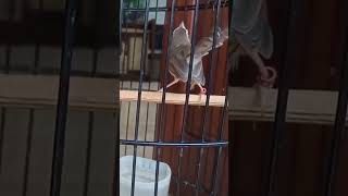 Download lagu CIBLEK SAWAH NGEBREN mp3