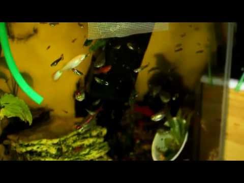 White Worm (enchytraeus albidus)