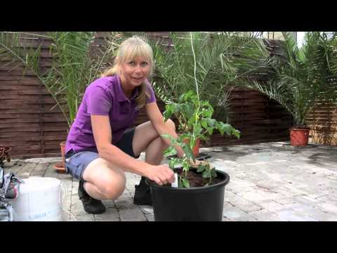 Odla tomater - tips och råd