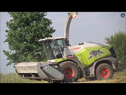 Claas Jaguar 980 (498) Special + Domai MPD 611 - Gavazzoni S.R.L. - Trinciatura triticale 2023