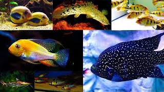 Sabse sasti Exotic fish in delhi NCR || Exotic Fish Update