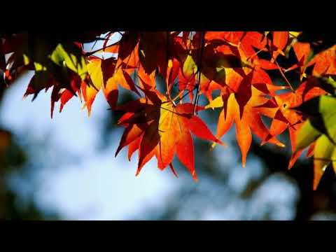 Nhớ một người Sheet - Nguyễn Nguyễn