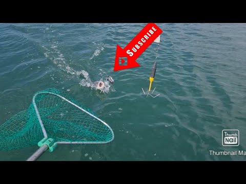 boat fishing for BASS with live mackerel boat fishing uk