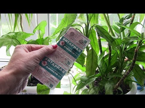 Экстренная помощь для Комнатных растений