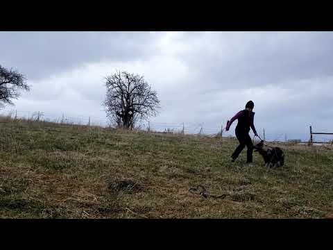 Keziah learning to tug