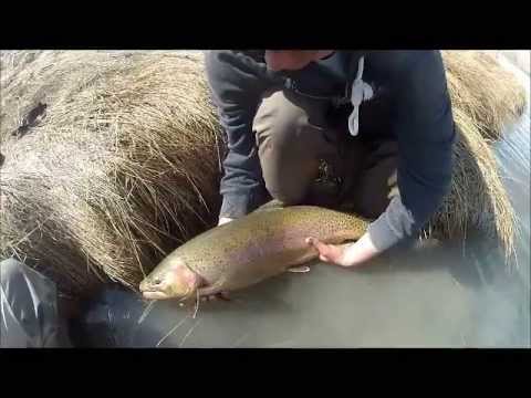 Big rainbows in the Icy winds