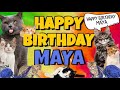Happy Birthday Maya Crazy Cats Say Happy Birthday Maya Very Funny